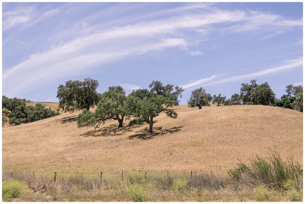 Wild oaks in Santa Ynez, CA