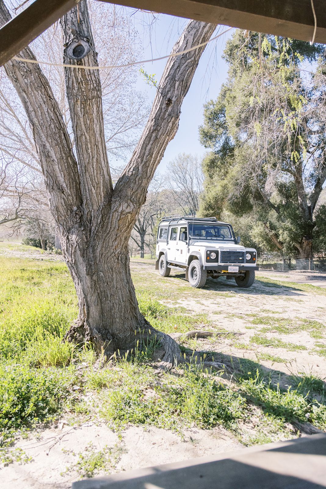 Defender Jeep and tree