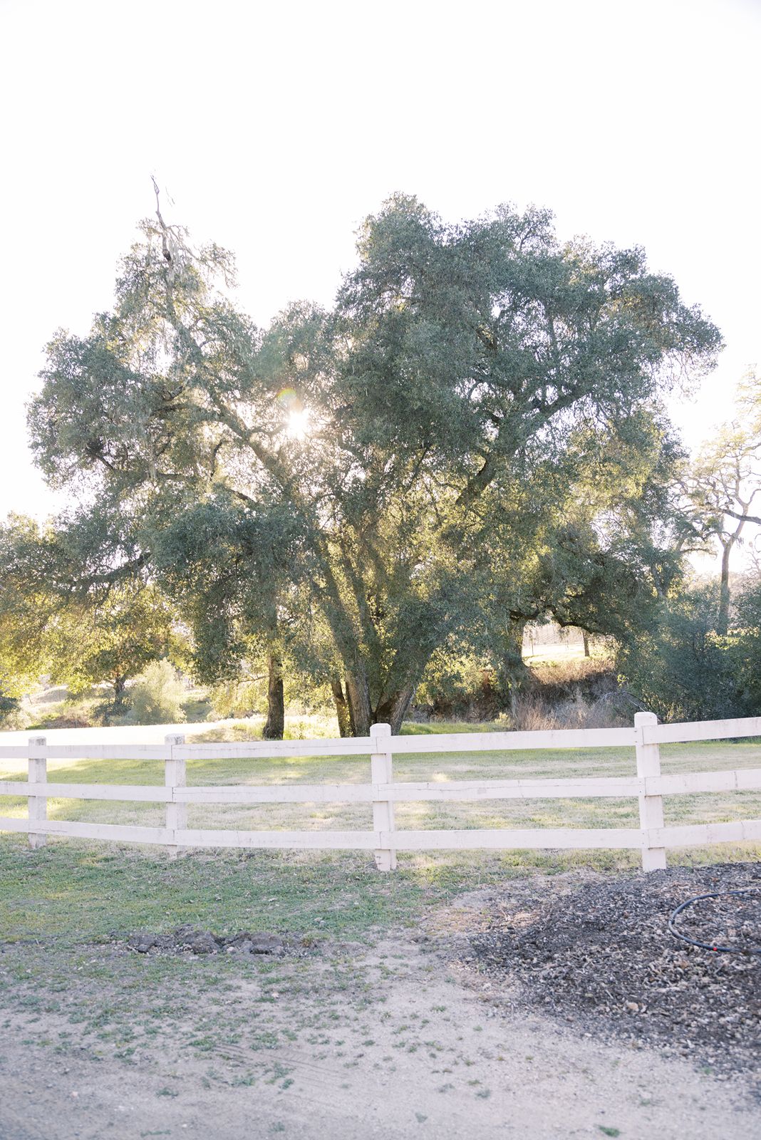 tree at Halter Ranch