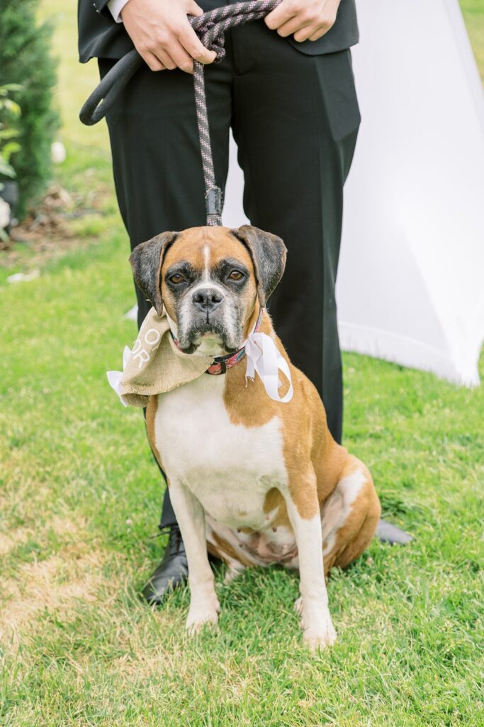 Best Dog at wedding at Heritage Estates