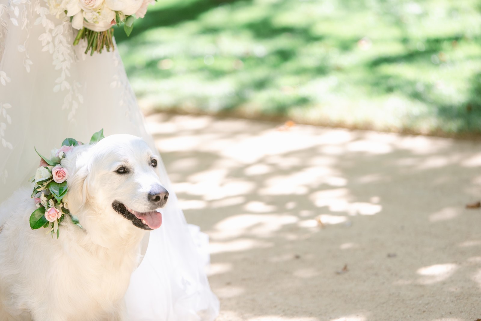 Pet White dog in wedding photos